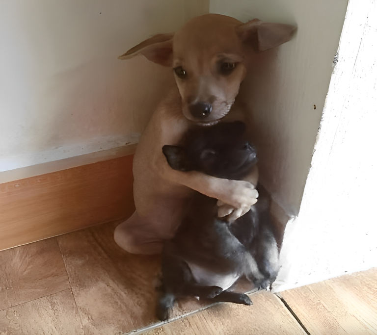 «¡Nadie puede hacerte daño, no lo permitiré!» —dijo el valiente cachorro abrazando con fuerza a su hermanito…